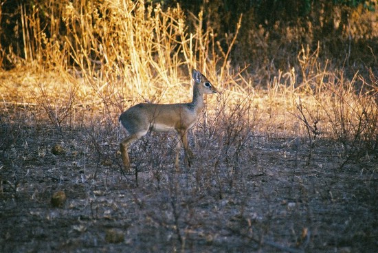 2002-Tanz-03-28-dikdik