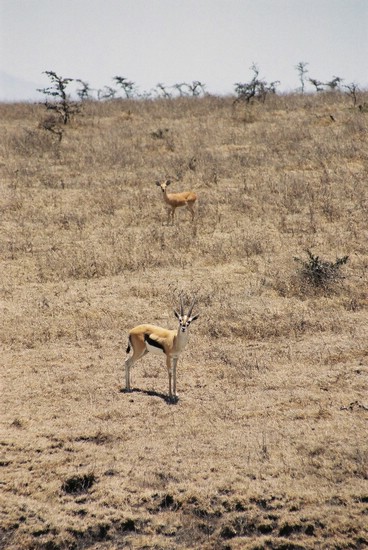 2002-Tanz-04-24-Thomson_gazelle-steenbok