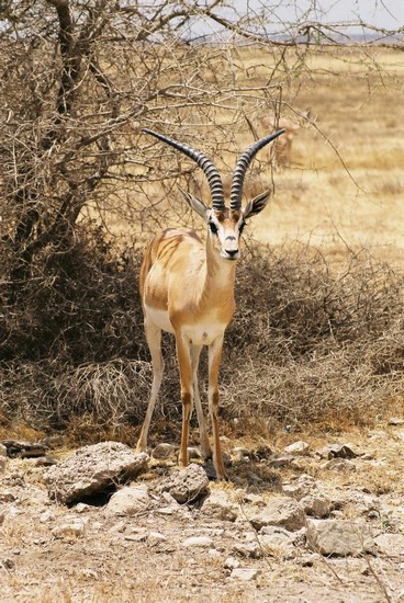 2002-Tanz-04-31-gazelle