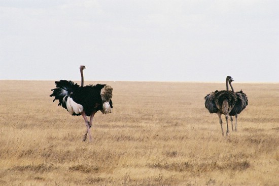 2002-Tanz-04-36-matingbehav_ostriches