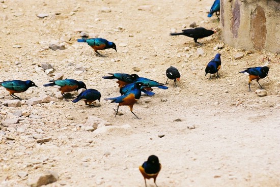 2002-Tanz-05-14-birds