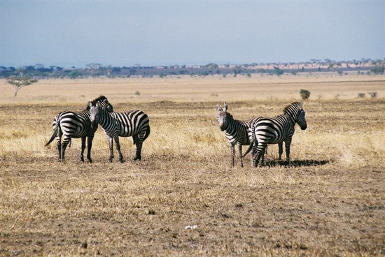 2002-Tanz-05-26-zebras