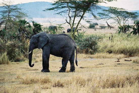 2002-Tanz-05-29-elephant