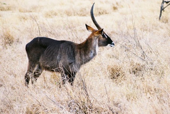 2002-Tanz-05-32-waterbuck