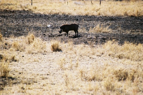 2002-Tanz-06-04-warthog