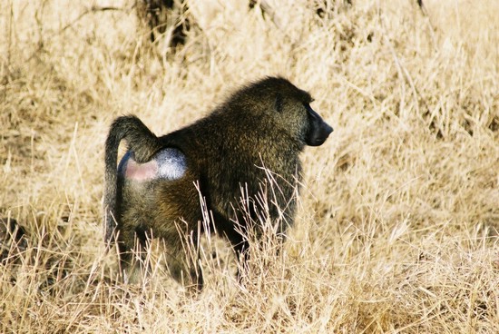 2002-Tanz-06-06-baboon