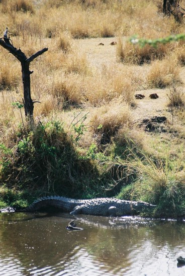 2002-Tanz-06-12-croco