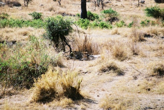 2002-Tanz-06-16-lionessgroup