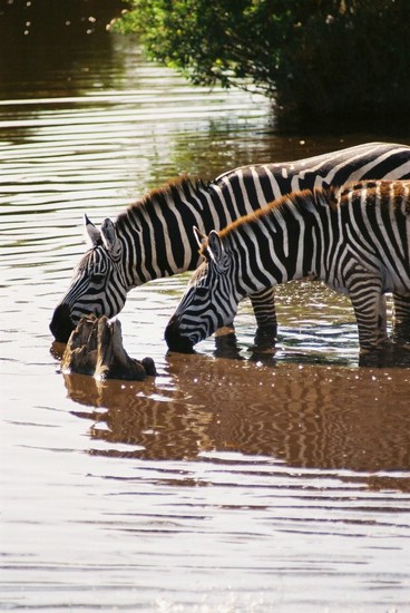 2002-Tanz-06-24-zebras