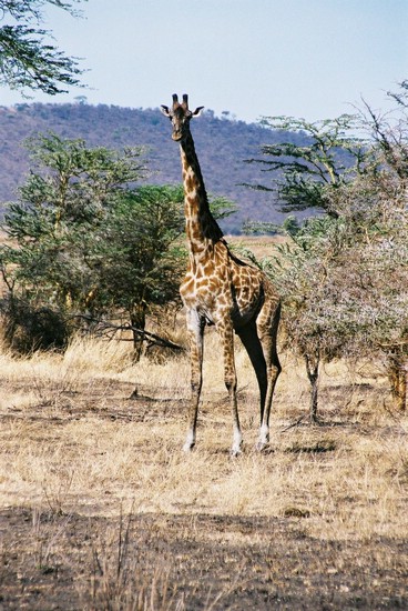 2002-Tanz-06-30-giraf