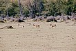 2002-Tanz-02-09-gazelles-2
