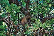 2002-Tanz-02-24-monkey