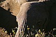 2002-Tanz-03-16-elephant
