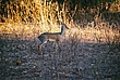 2002-Tanz-03-28-dikdik