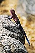 2002-Tanz-05-08-agama