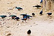 2002-Tanz-05-14-birds