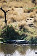2002-Tanz-06-12-croco