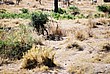 2002-Tanz-06-16-lionessgroup