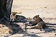 2002-Tanz-06-34-lionesses