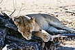 2002-Tanz-07-01-lioness