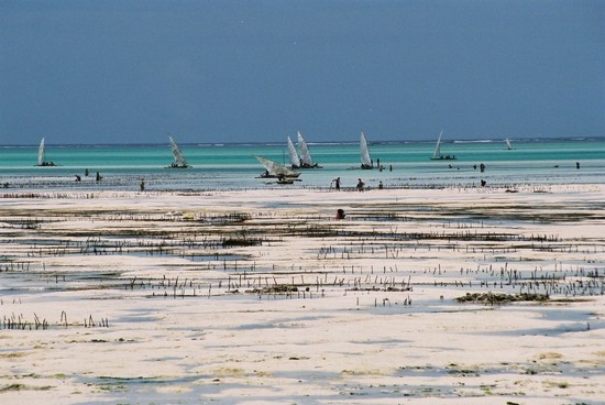 2002-Tanz-16-01-dhows-Jambiani