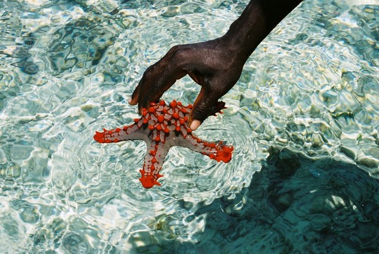 2002-Tanz-16-16-starfish