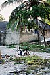 2002-Tanz-17-13-coralhouses