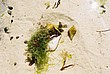 2002-Tanz-17-20-little-crabs