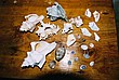 2002-Tanz-18-07-seashells-found