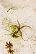2002-Tanz-18-10-starfish