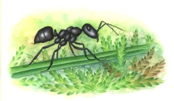 ant = 
