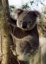 koala = 