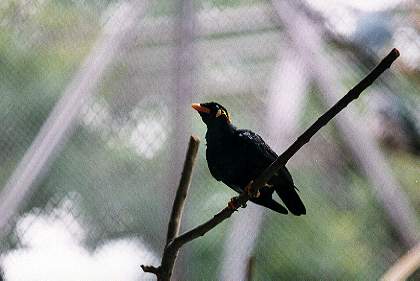 myna = عͧ