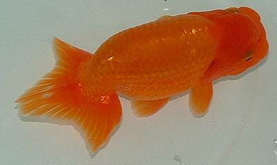 goldfish = ҷͧ