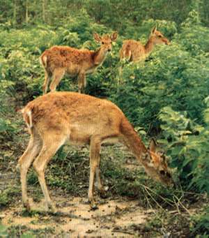 antelope = ͧ - 