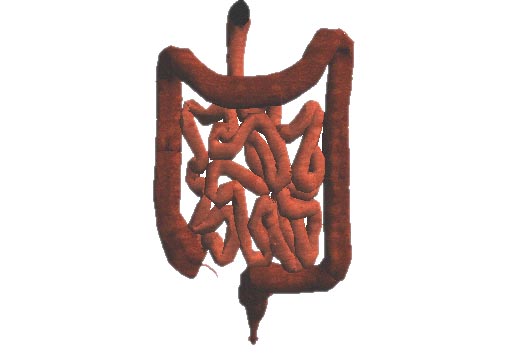 vermiform appendix = �����