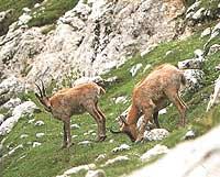chamois = §