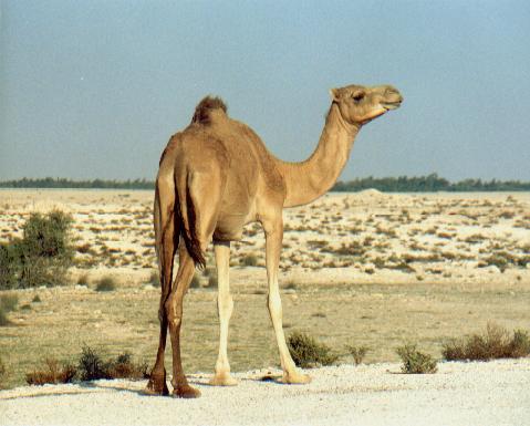 camel = �ٰ