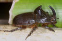stag beetle = ҧ