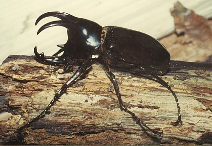 stag beetle = ҧ
