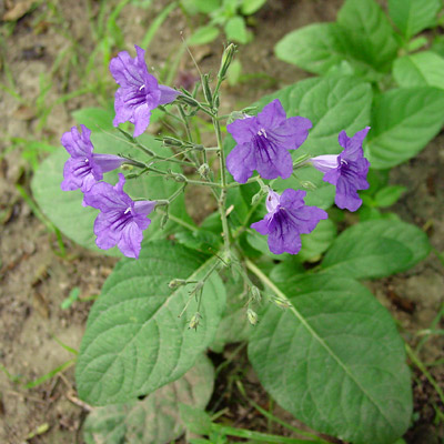 ruellia = µ