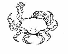 crab = ��
