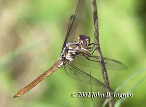dragonfly = ŧ