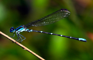 dragonfly = ŧ
