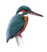 kingfisher = �������