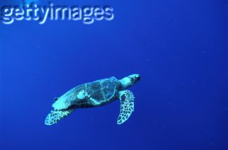 turtle = 