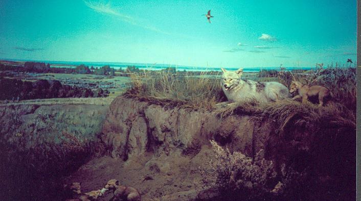 A diorama from the Royal Saskatchewan Museum
