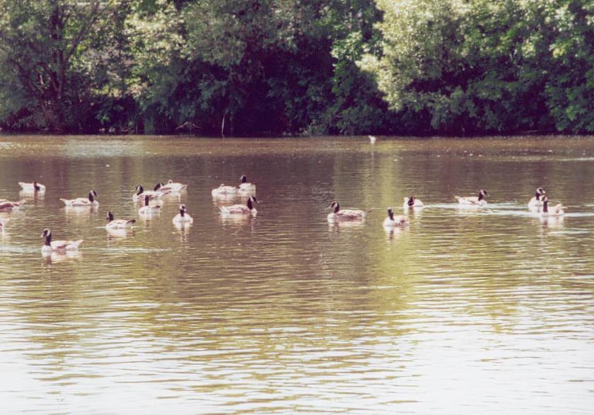 Canada Geese in Wascana Lake - some of these geese spend the winter in Regina!!