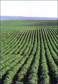 rows of potatoes in southern Idaho