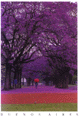 Jacaranda trees in Palermo